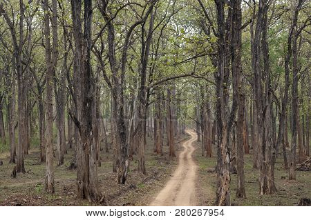 Safari Forest Trail In Kabini Wildlife Sanctuary , Karnataka, India