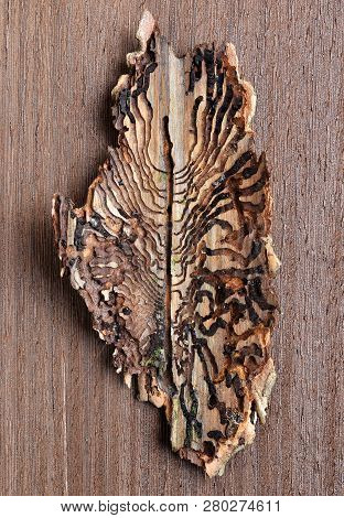 Spruce Bark With Pattern From Bark Beetles (ips Typographus).