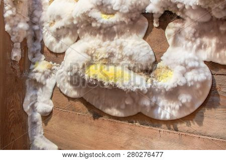 White Yellow Fluffy Mold Fungus On Wooden Board In Cellar, Attic, Basement In Residential Building.
