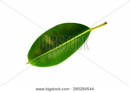 Tropical Green Leaf Isolated On White Background With Clipping Path.
