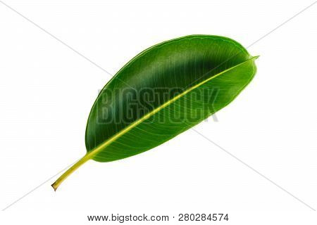 Tropical Green Leaf Isolated On White Background With Clipping Path.