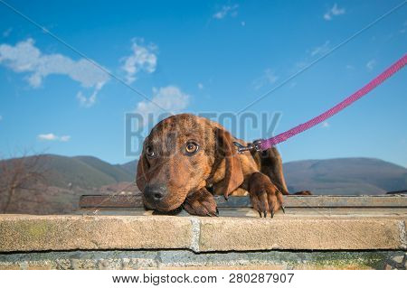 Portrait Of Afraid Puppy Of Segugio Maremmano Dog Against The Blue Sky