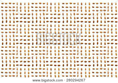 A Collection Of  Apricot Stone Lie In Horizontal Rows On An Isolated White Background. With Clipping