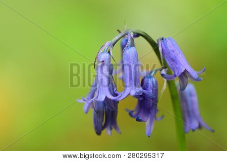Close Up Of A Single Bluebell Flower With A Green Background