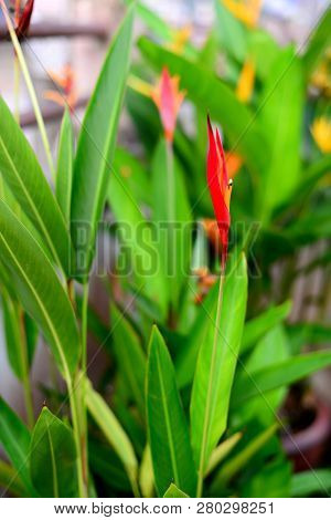 Fresh Red Heliconia Flower With Blurred Green Leaves Background