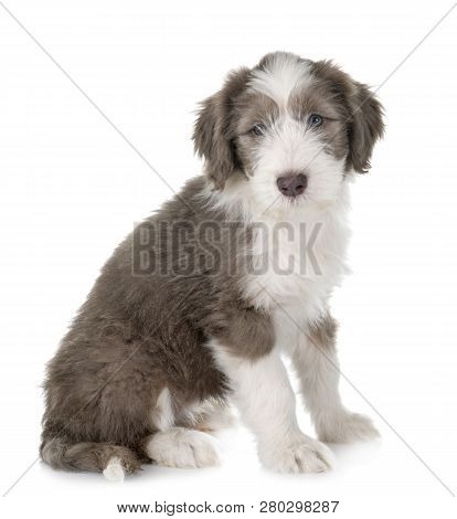 Puppy Bearded Collie In Front Of White Background