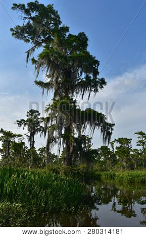 Cypress Tree Draped In Spanish Moss In The Bayou.