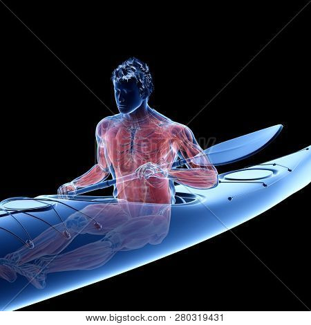 3d rendered medically accurate illustration of the muscle system of a canoeist