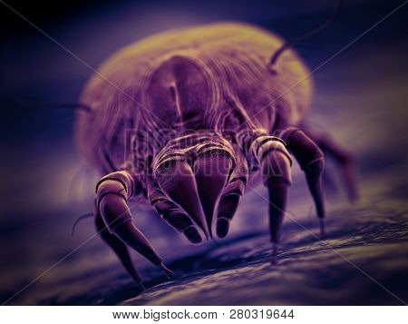 3d rendered illustration of a house dust mite