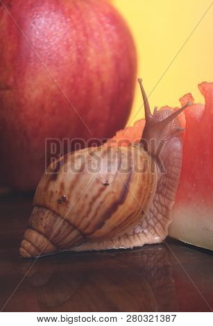 A Snail With An Apple And A Piece Of A Watermalon