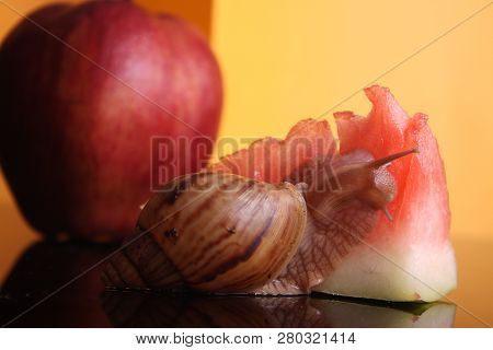 A Snail With An Apple And A Piece Of A Watermalon