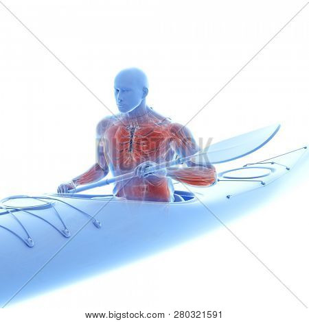 3d rendered medically accurate illustration of the muscle system of a canoeist