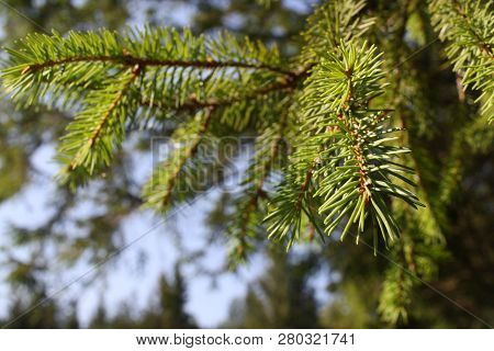 Close Up Photo Of Evergreen Branch, Forest Background