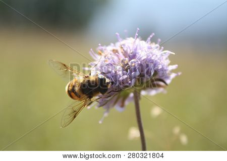 Summer Background, Close Up Photo Of Bee On Flower