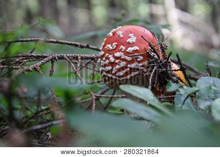 View From Ground, Dangerous Mushroom, Fly Agaric