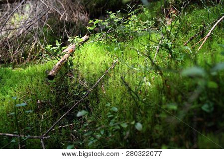 View On Ground Surface In Forest, Micro World