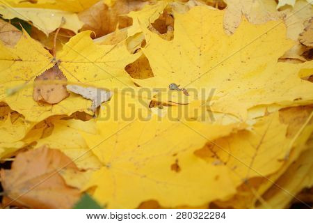 Autumn Photo, Many Yellow (gold) Maple Leaves,