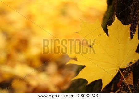 Autumn Background, Isolated Falling Yellow Maple Leaf