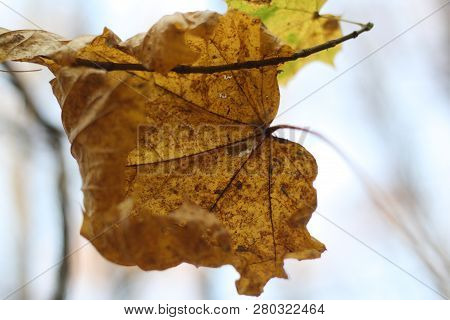 Autumn Background, Isolated Falling Yellow Maple Leaf