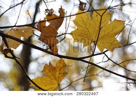 Autumn Photo, Many Yellow (gold) Maple Leaves,