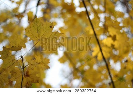 Autumn Photo, Many Yellow (gold) Maple Leaves,