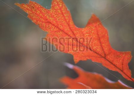 Autumn Background, Red Oak Leaves On Branch