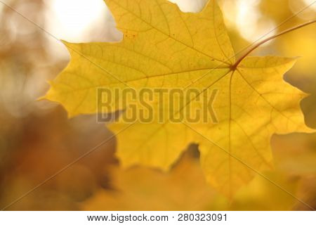 Autumn Background, Isolated Falling Yellow Maple Leaf