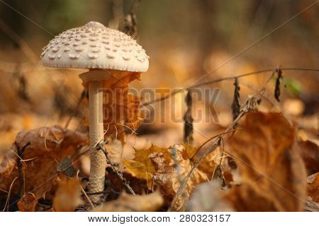 View From Ground, Dangerous Mushroom, Fly Agaric