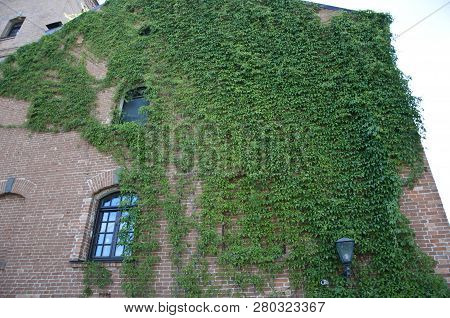 Adding Natural Beauty On Stone. House Building Covered With Ivy. Green Ivy Plant Climbing Brick Wall