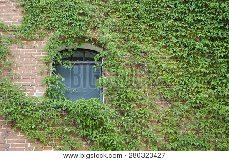 Lush And Green. Vines Growing On Stone Wall In Summer. House Building Covered With Ivy. Green Ivy Pl