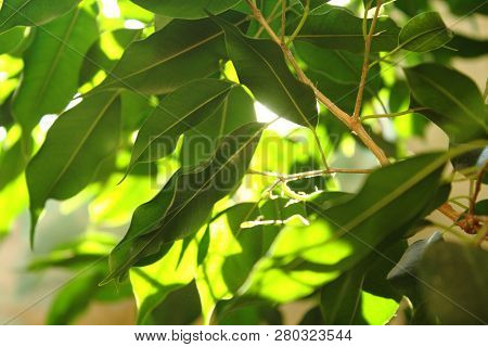 Nature, Green Leaves On Branch, Againts Light