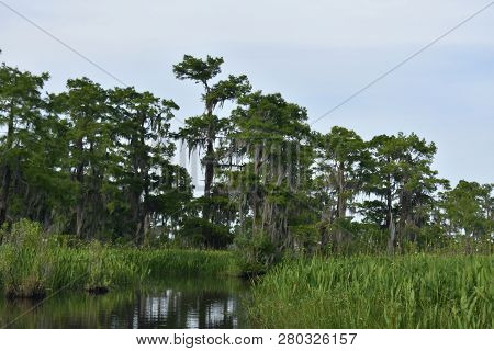Beautiful Lush Green Marsh Grass In A Stunning Riverway In Southern Louisiana.