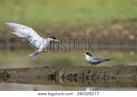 River Terns Feeding At Bera Hills, Bera Jawai, Rajasthan, India