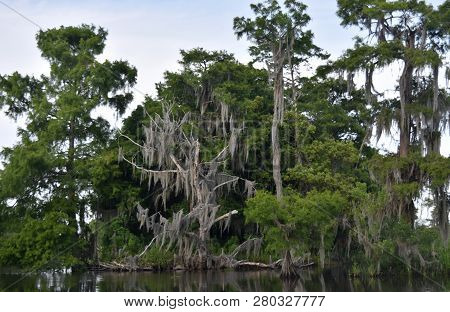 Spanish Moss Dripping From The Branches Of A Dead Marsh Tree.