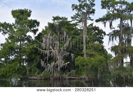 Dead Tree With Spanish Moss Along The Waterways Of The Swamp.