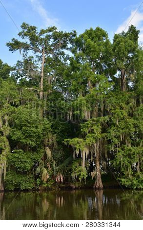 Towering Cypress Trees Growing Out Of The Waterways In The Bayou.