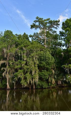 Very Pretty Cypress Trees Growing Out Of The Shallow Waterways Of The Bayou.