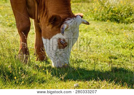 Cows On A Meadow In Alps Austria. Schockl Mountain Above Graz Place To Visit