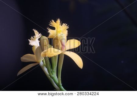 Small Orhid Flower That Looks Like An Alian