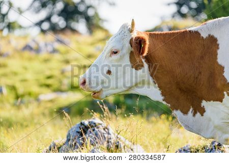 Cows On A Meadow In Alps Austria. Schockl Mountain Above Graz Place To Visit