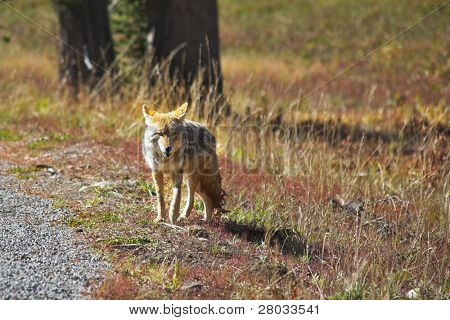 O lobo do Prado belo no Parque Nacional de Yellowstone