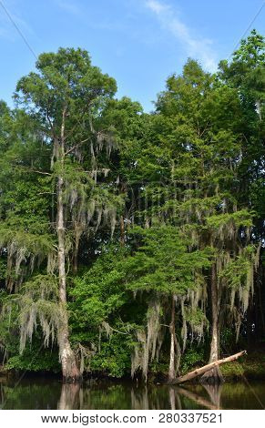 Beautiful Stunning Trees With Spanish Moss Along The Waterways Of Louisiana.