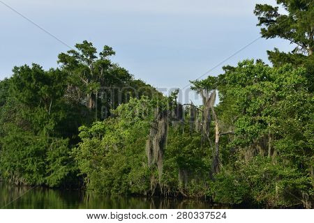 Bayou With Trees And Shrubs Lining The Edges Of The Shallow River.