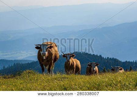 Cows On A Meadow In Alps Austria. Schockl Mountain Above Graz Place To Visit