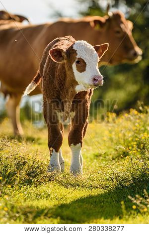 Cows On A Meadow In Alps Austria. Schockl Mountain Above Graz Place To Visit