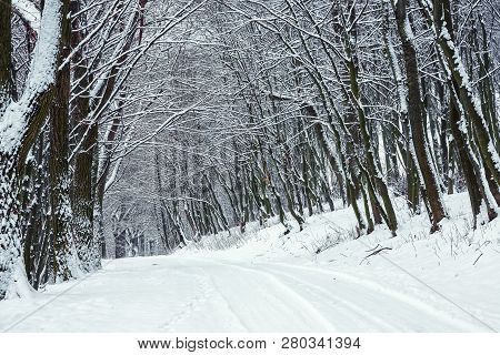 Silence On A Winter Road In The Forest. Lots Of Snow In Winter Time