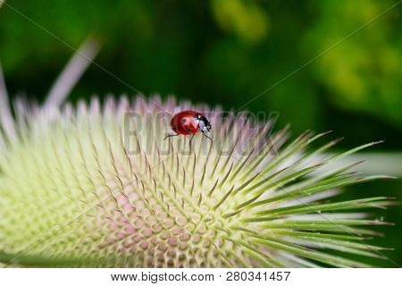 Ladybug On The Wild Teasel (dipsacus Fullonum). Summer Meadow. Photography Of Nature And Wildlife.