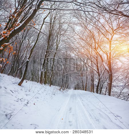 Silence On A Winter Road In The Forest. Lots Of Snow In Winter Time