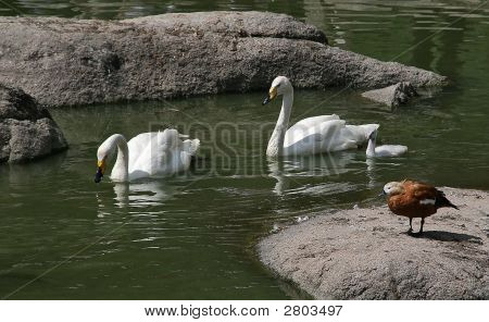 Dois cisnes com um Cygnet e um ferrugíneo