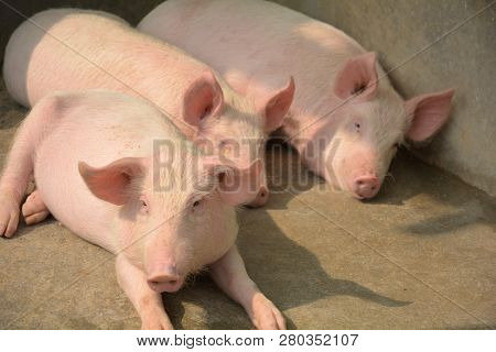Close Up Of Some White Color Domesticated Piggy, Piglet ( Sus Scrofa Domesticus ), Large White Yorks